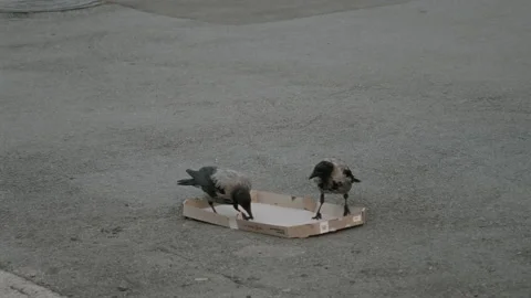Two Crows Peck An Empty Pizza Box Lying on the Asphalt at Dawn Stock Footage 159131996
