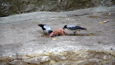 Two crows peck meat of large bone on concrete platform. Wildlife Stock Footage 327902748