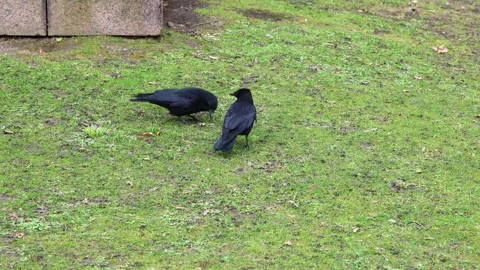 Two crows pecking on a green lawn Stock Footage 304278654