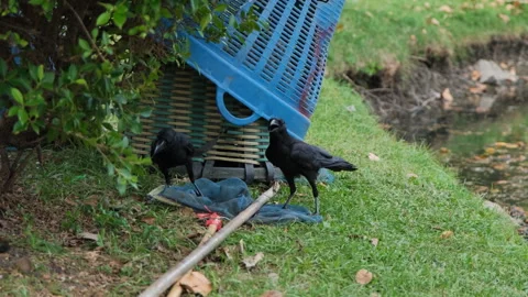 Two crows pecking a rag in a public park Stock Footage 266034746