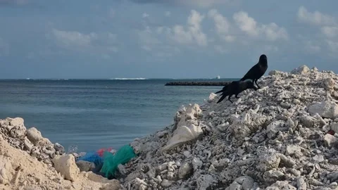 Two crows perch on dead coral rocks on Maafushi, Maldives, searching for food 스톡 동영상 327715486