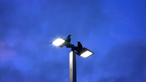 Two Crows Perch on a Light Pole 動画素材 107566509