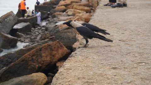 Two Crows Perched on Concrete Ledge by the Sea Animal Photography 写真素材