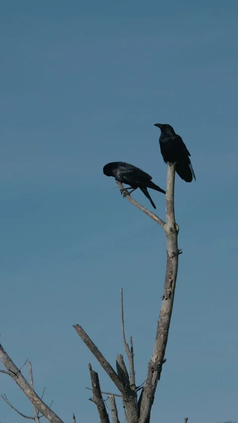 Two Crows Perched on a Dead Tree Against a Blue Sky 스톡 동영상 329070161
