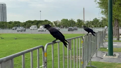 Two crows perched on the edge of a metal fence and stared at people. Stock Footage 275680480