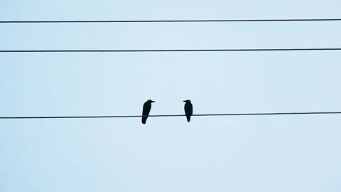 Two Crows Perched on an Electrical Line, One Flies Away, Break Up Concept Stock Footage 253143589
