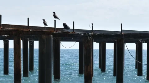 Two crows perched, one calls, on the pier in the Mediterranean Sea, Turkey. Stock Footage 255408402