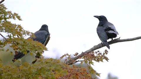 Two Crows Perched on Tree Branch in a Quiet Park 스톡 동영상 325974529