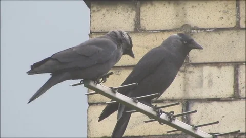 Two crows perched on TV aerial on dull day. Stock Footage 79655324