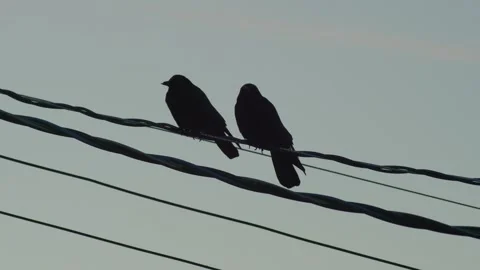 Two crows perched on utility wires against a clear twilight sky. 스톡 동영상 337614865
