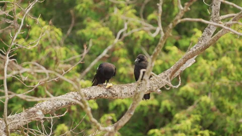 Two Crows Perched While One Eats Fruit Vídeo Stock 344979694