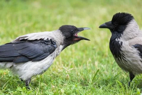 Two crows Stock Photos