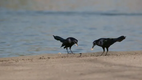 Two Crows Playing in Park 스톡 동영상 333167145