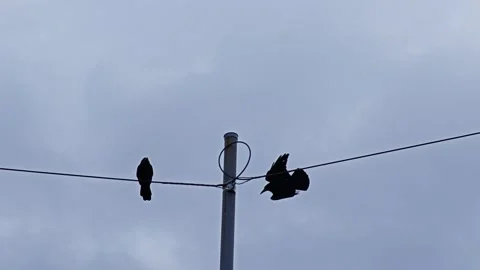 Two Crows on Powerline: One Takes Flight into Open Sky Stock Footage 312473368