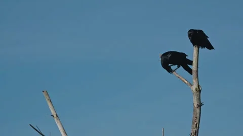 Two Crows Preening on a Bare Tree Against a Clear Sky Stock Footage 322998778