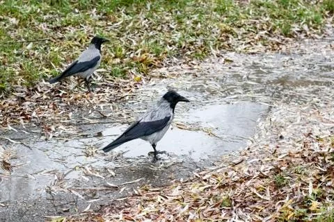 Two crows in a puddle among grass and leaves Stock Photos