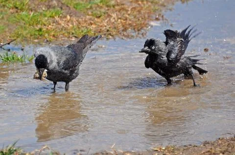 Two crows in the puddle Stock Photos