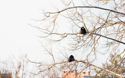 Two Crows Quietly Overseeing Calm Suburban Rooftops Under Winter Sky Stock Photos