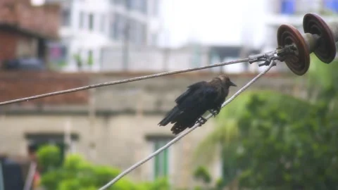 Two crows resting on power lines in urban settings. Stock Footage 337887985