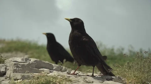 Two Crows on a Rock Stock Footage 120682982