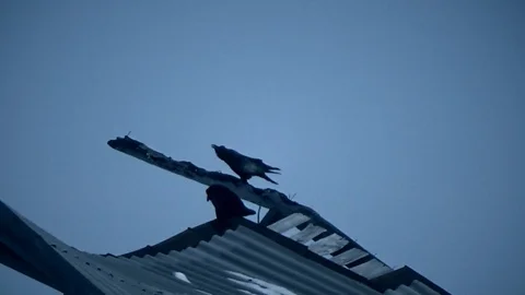 Two crows on the roof Video stock 108250654