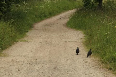 Two crows on rural road Stock Photos