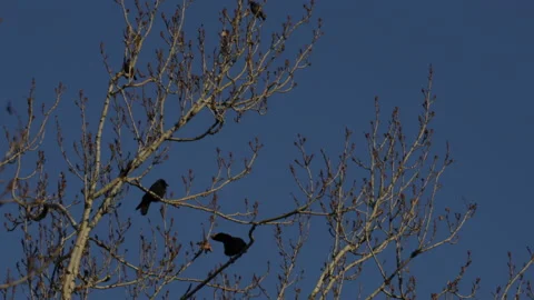 Two crows sit in a barren tree as a seagull flies overhead in a blue sky. Stock Footage 146819530