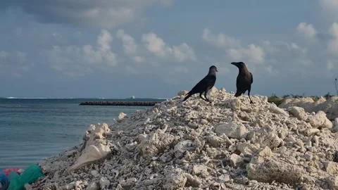 Two crows sit close together on dead coral rocks in Maafushi, Maldives 스톡 동영상 327714339