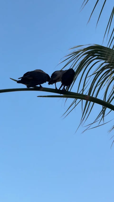 Two crows sit perched on a palm tree branch, silhouetted against a clear sky, Stock Footage 282802071