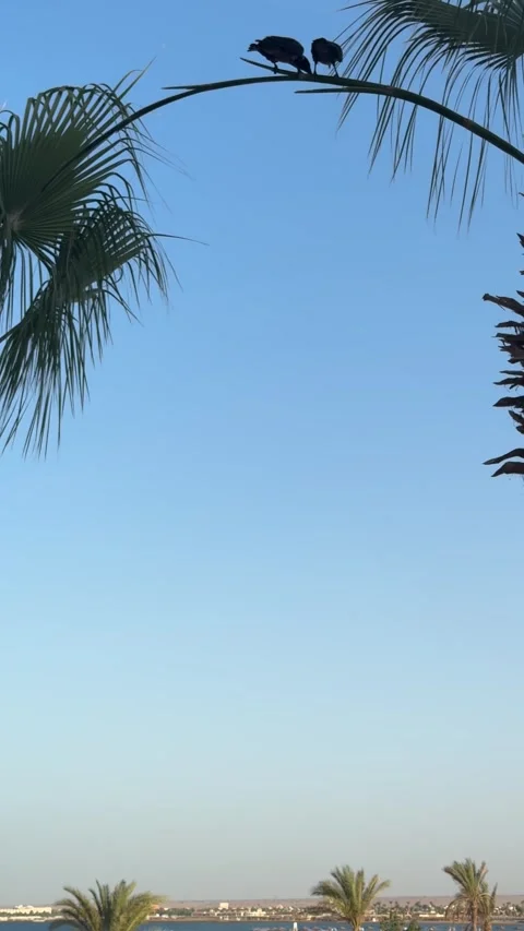 Two crows sit perched on a palm tree branch, silhouetted against a clear sky, Video stock 282802128