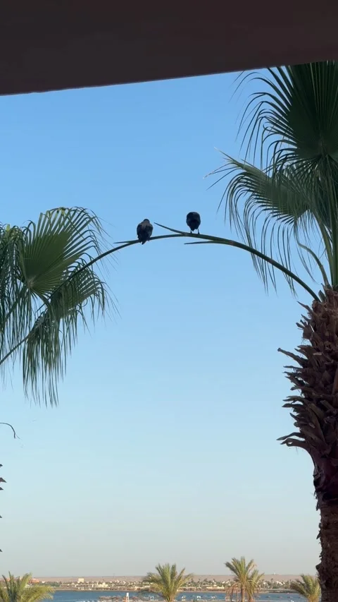 Two crows sit perched on a palm tree branch, silhouetted against a clear sky, Stock Footage 282802183
