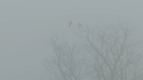 Two crows sitting on bare tree branches in thick, heavy fog. Stock Footage 321643503