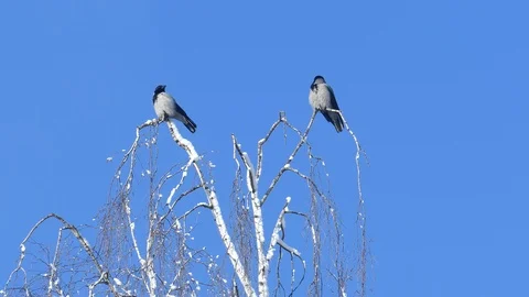 Two crows sitting on birch treetop Stock-Footage 121666992