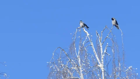 Two crows sitting on birch treetop Stock Footage 121667147