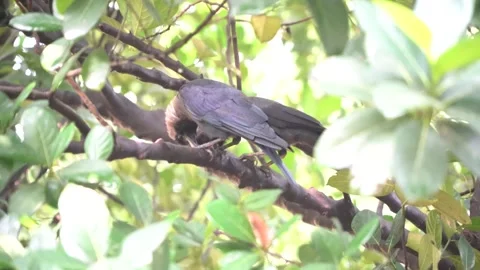 Two crows sitting on the branch of a tree in a sunny day Stock Footage 224362441