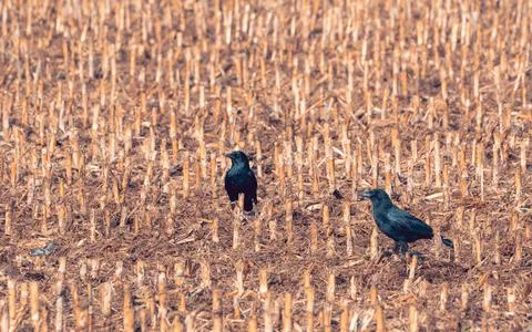 Two crows sitting in a cut cornfield	 Fotos de archivo
