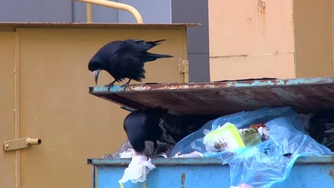 Two crows sitting on a garbage container and eating the remains of food from Stock Footage 86218311