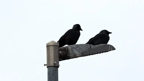 Two crows sitting on top  Stock Footage 231032255