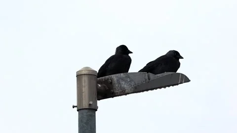 Two crows sitting on top  Stock Footage 241891685