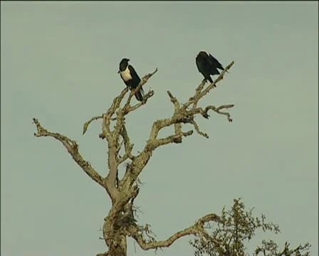 Two crows sitting in a tree Stock Footage 11615438