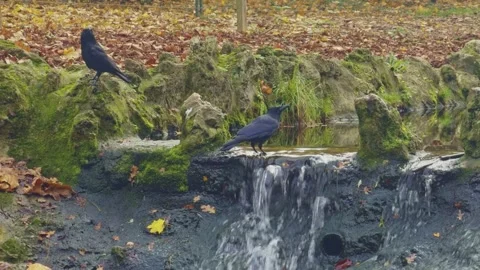 Two Crows By A Small Waterfall In An Autumn Park 스톡 동영상 326372181