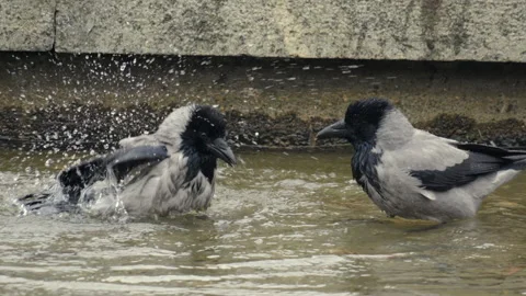 Two crows splash in shallow water Stock Footage 347162909