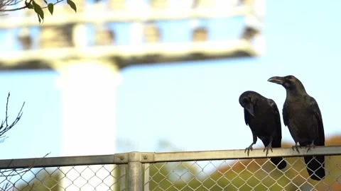 Two Crows Standing on a Fence Together 스톡 동영상 325269538