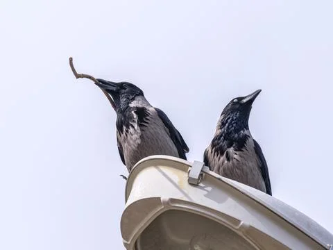 Two crows on the street light. Stock Photos