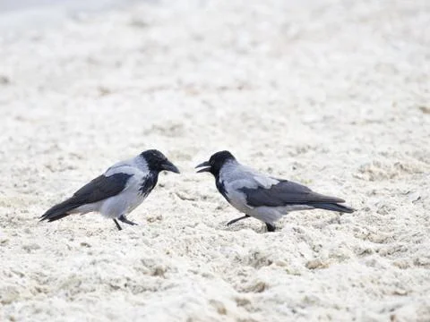 Two crows talking Stock Photos