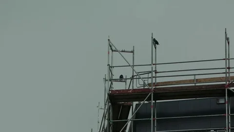 Two crows on the top of a scaffold Stock Footage 82447775