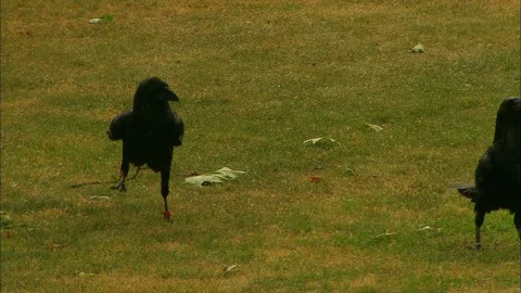 Two Crows walking and jumping on grass Video stock 95598971