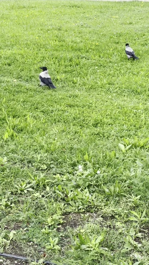 Two Crows Walking on Green Grass Lawn, Vertical Video Stock Footage 345043162
