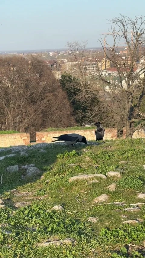 Two crows walking on green lawn and pecking seeds, urban birds searching for foo Stock Footage 330551077