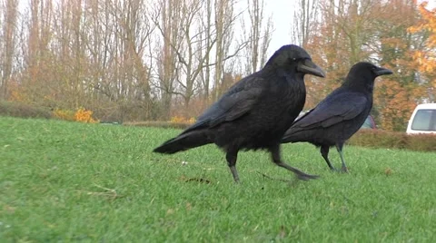Two crows walking together on grass Stock Footage 44235257